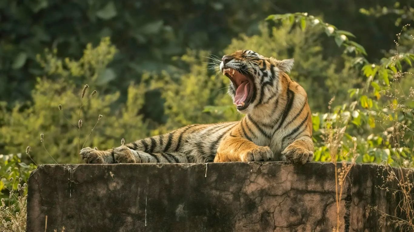 Safari