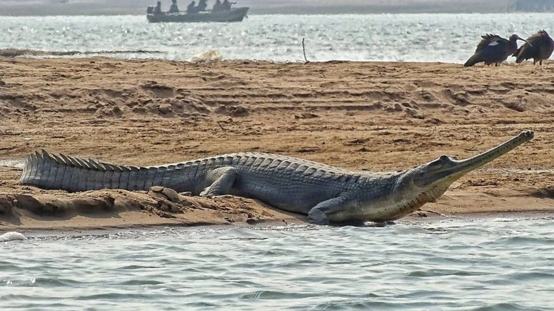 Ranthambore Chambal Safari